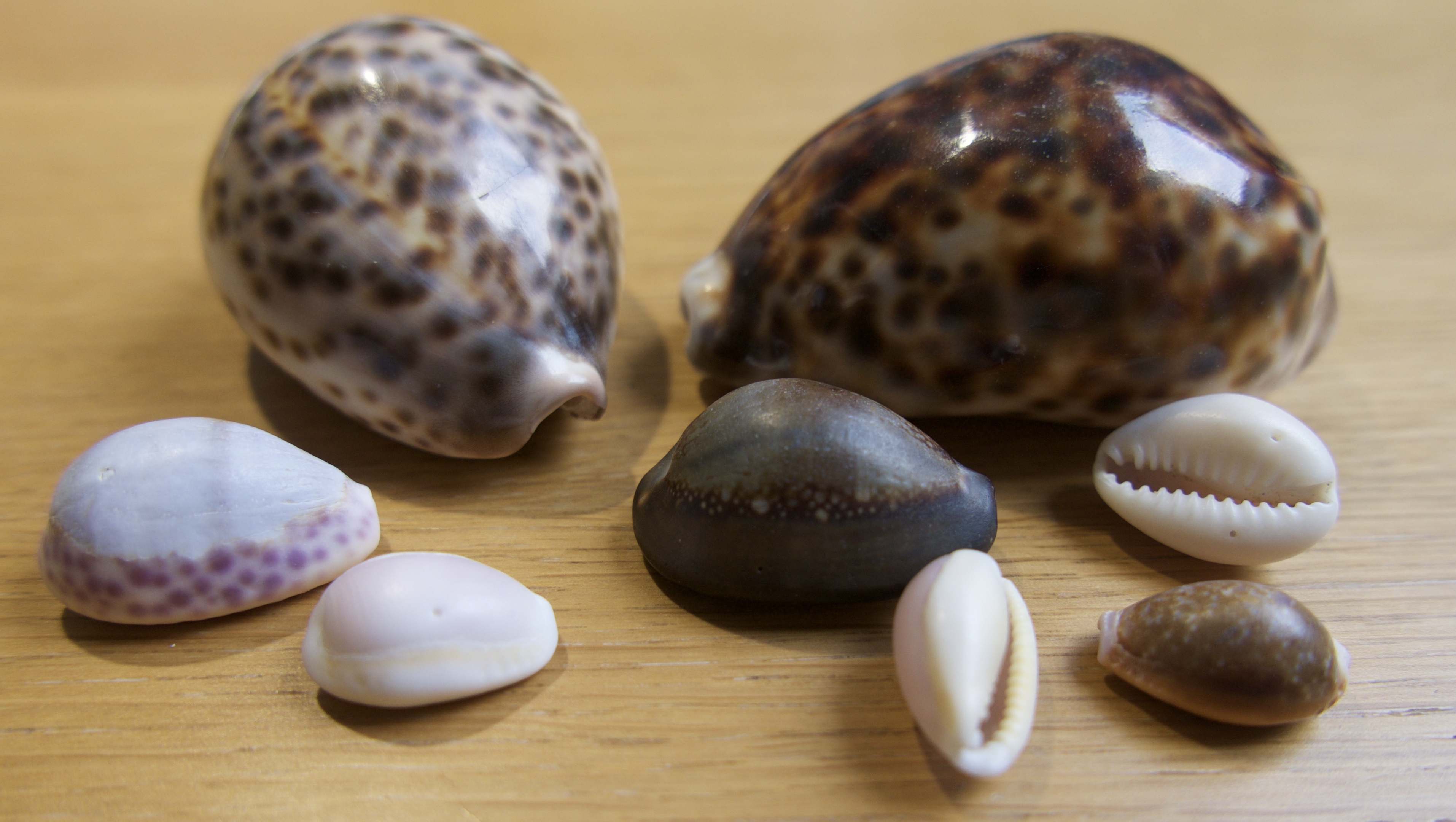 Dear Mr Ramaphosa, cowries are not enough for microbusiness