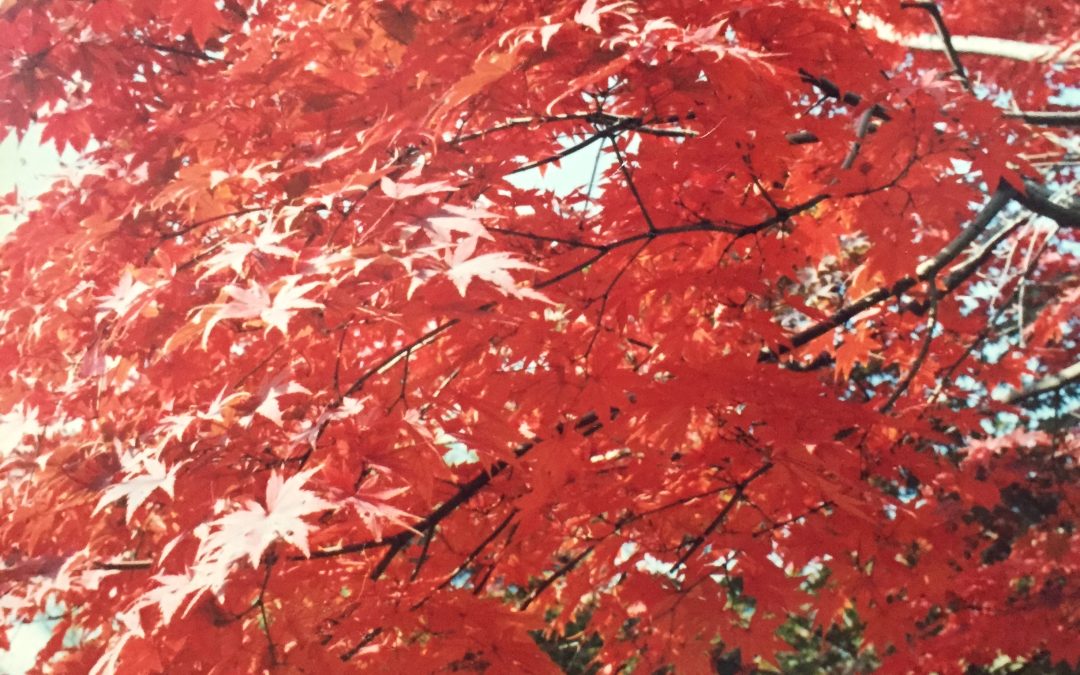 Seasons and Spice
