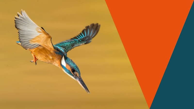 Delve In Media Framework