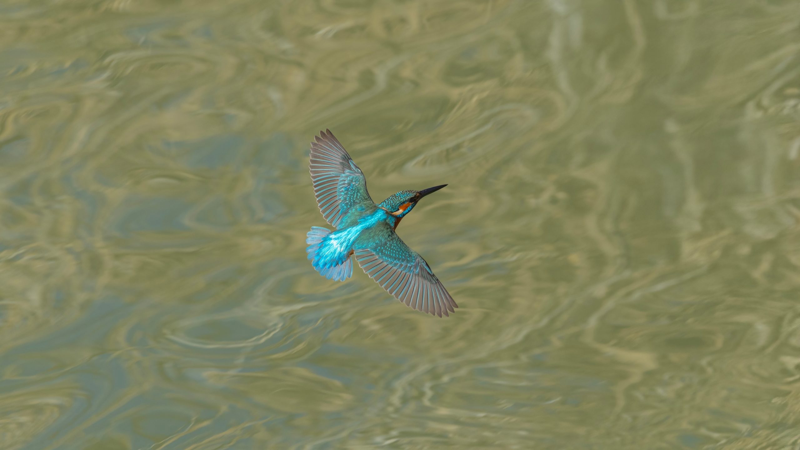 What the Flash of Kingfisher Blue Communicates
