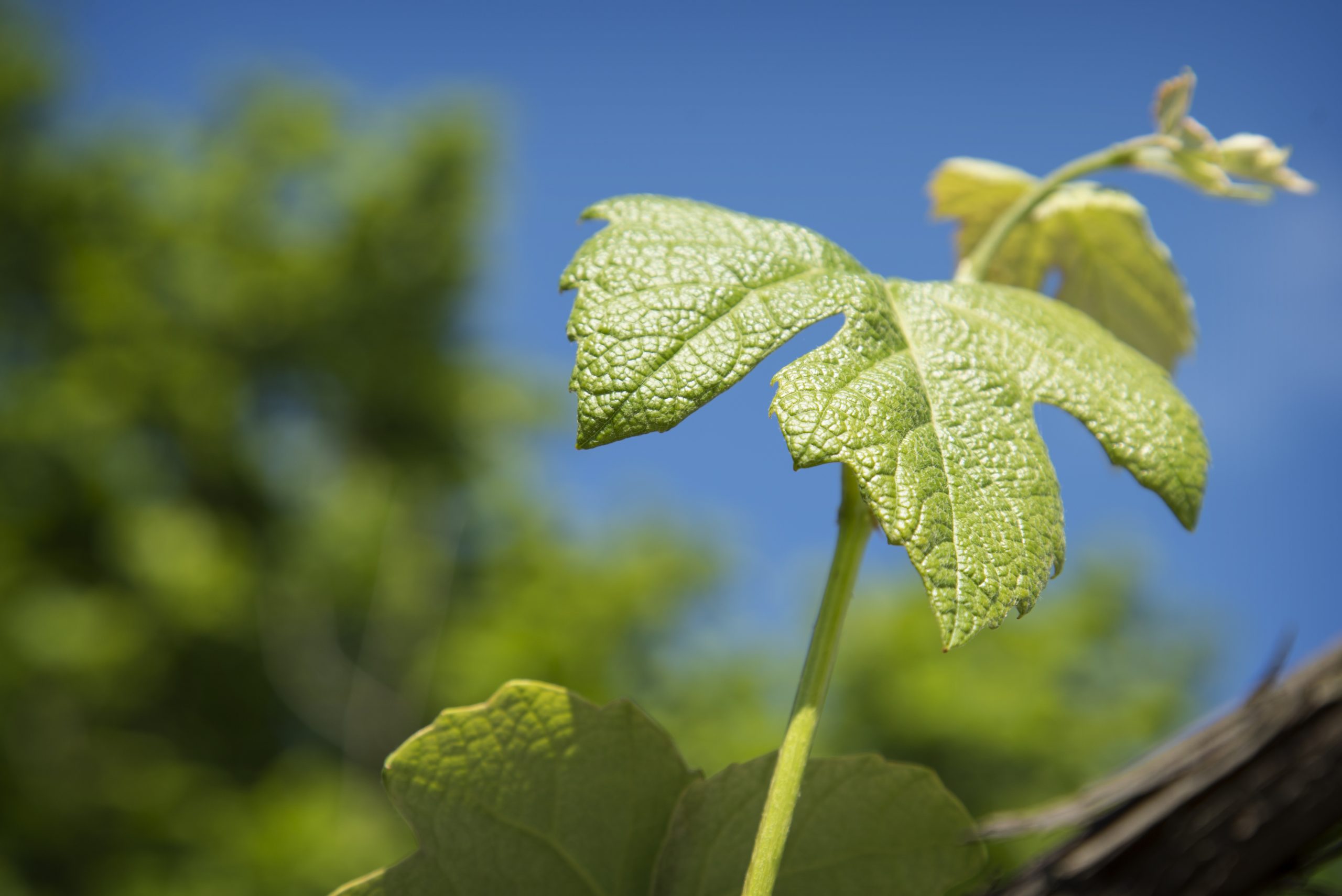 Viva African viticulture and vibrant local wines